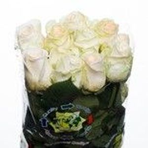 ROSE ALESSIA 40